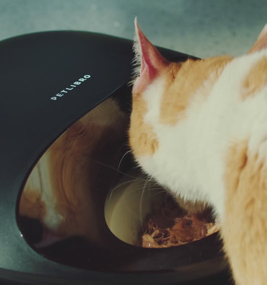 PETLIBRO Polar Automatic Cat Feeder